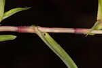 Nakedstem dewflower